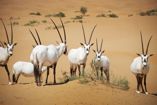 صورة الجولة 12