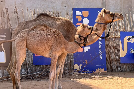 صورة الجولة 9